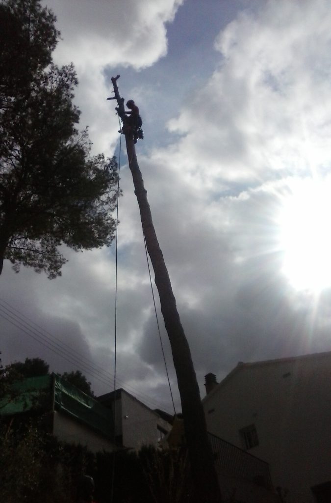 tala d’un pi a Granollers