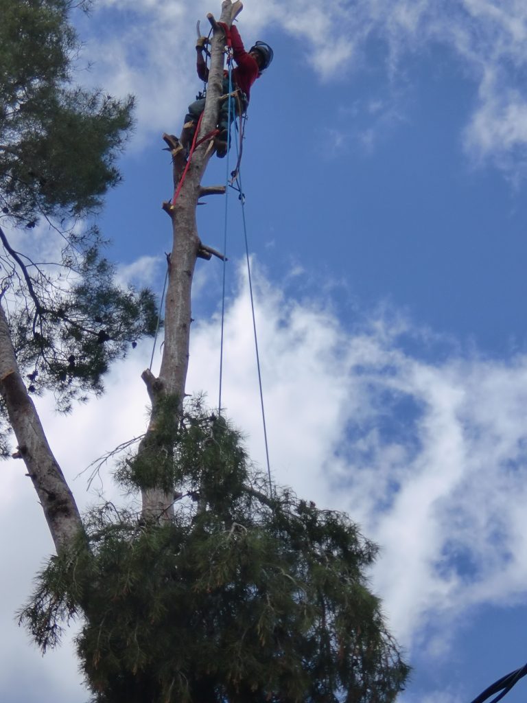 tala d’un pi a Llinars del Vallès