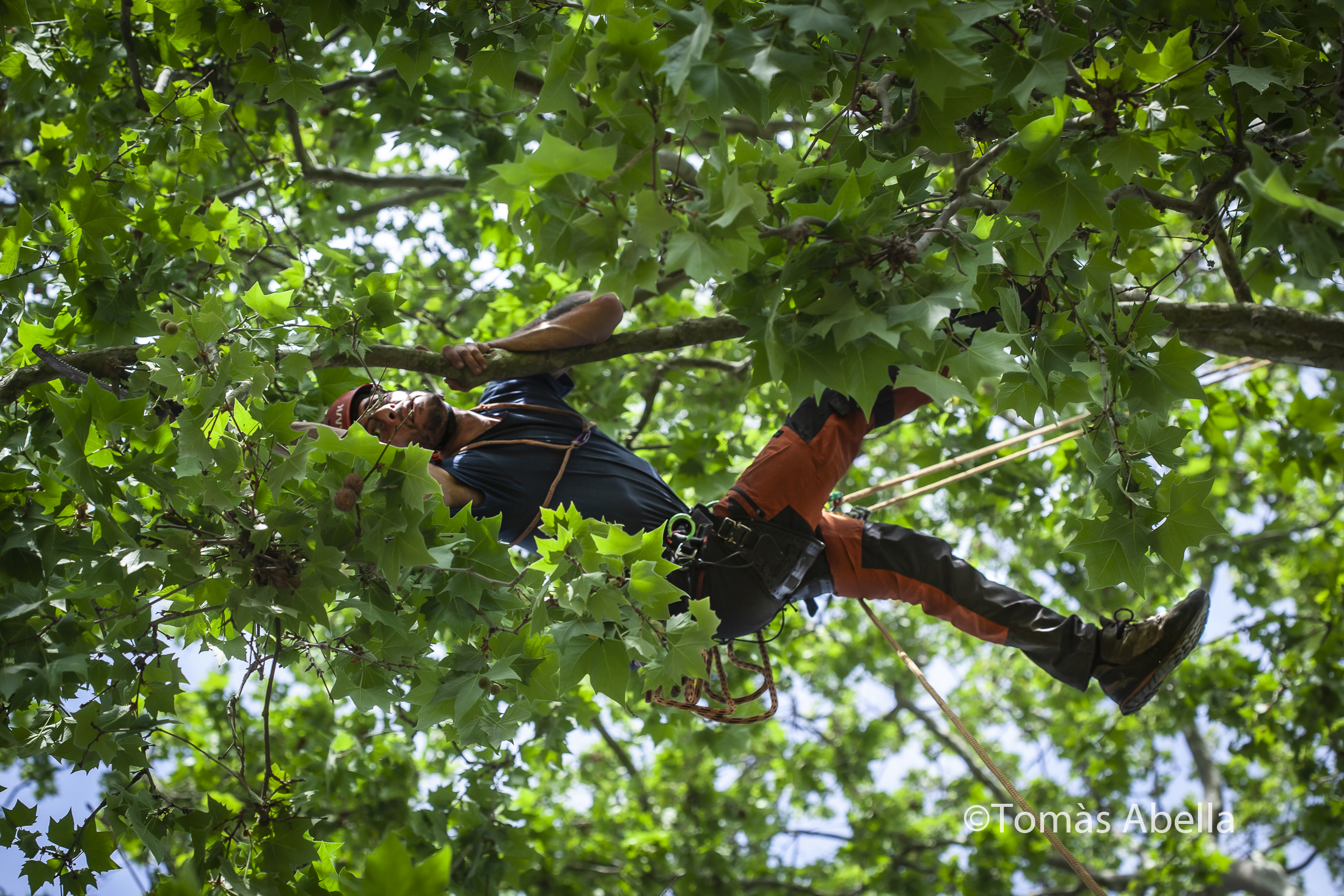 Persona colgada de un árbol