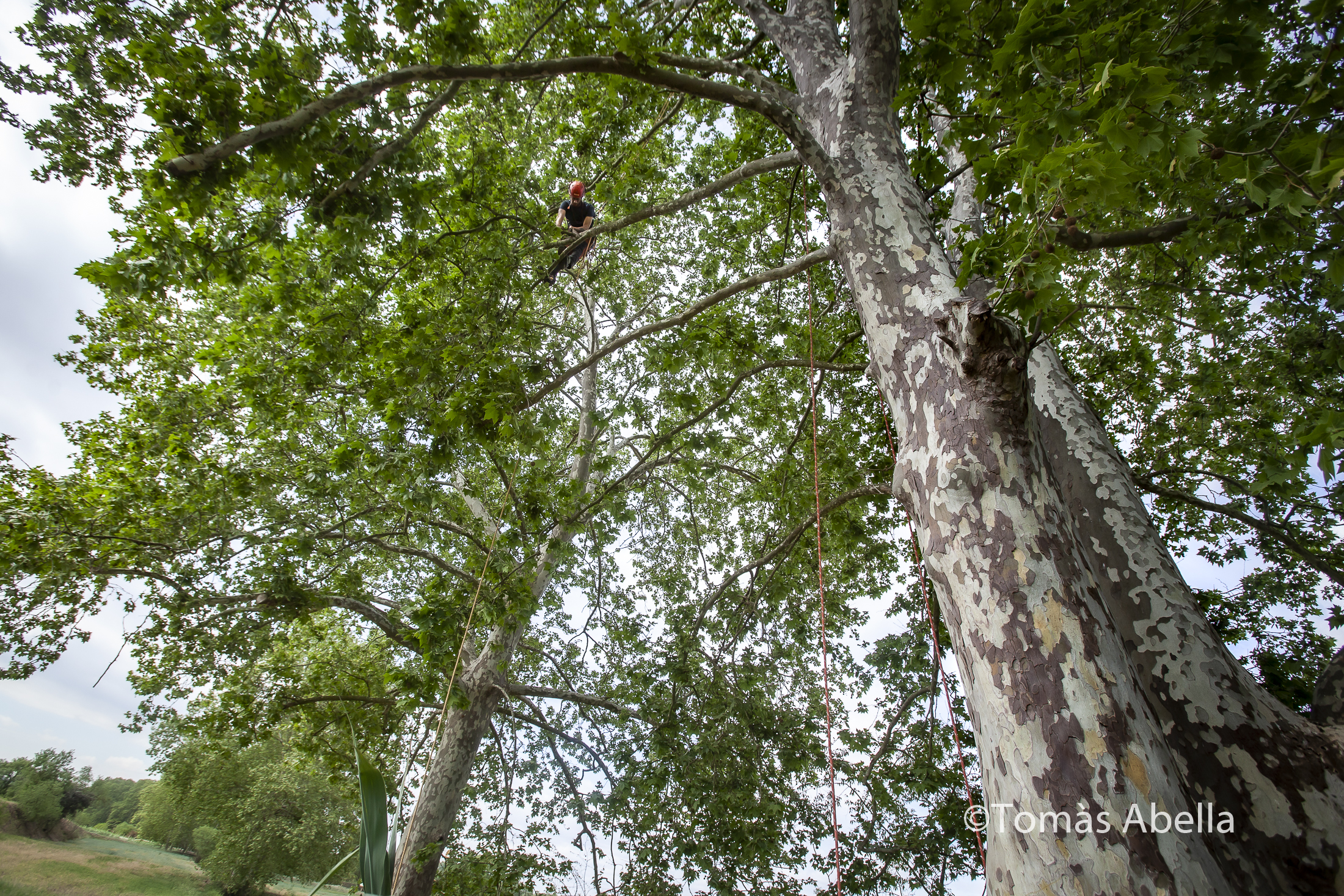 Árbol con una persona podando.