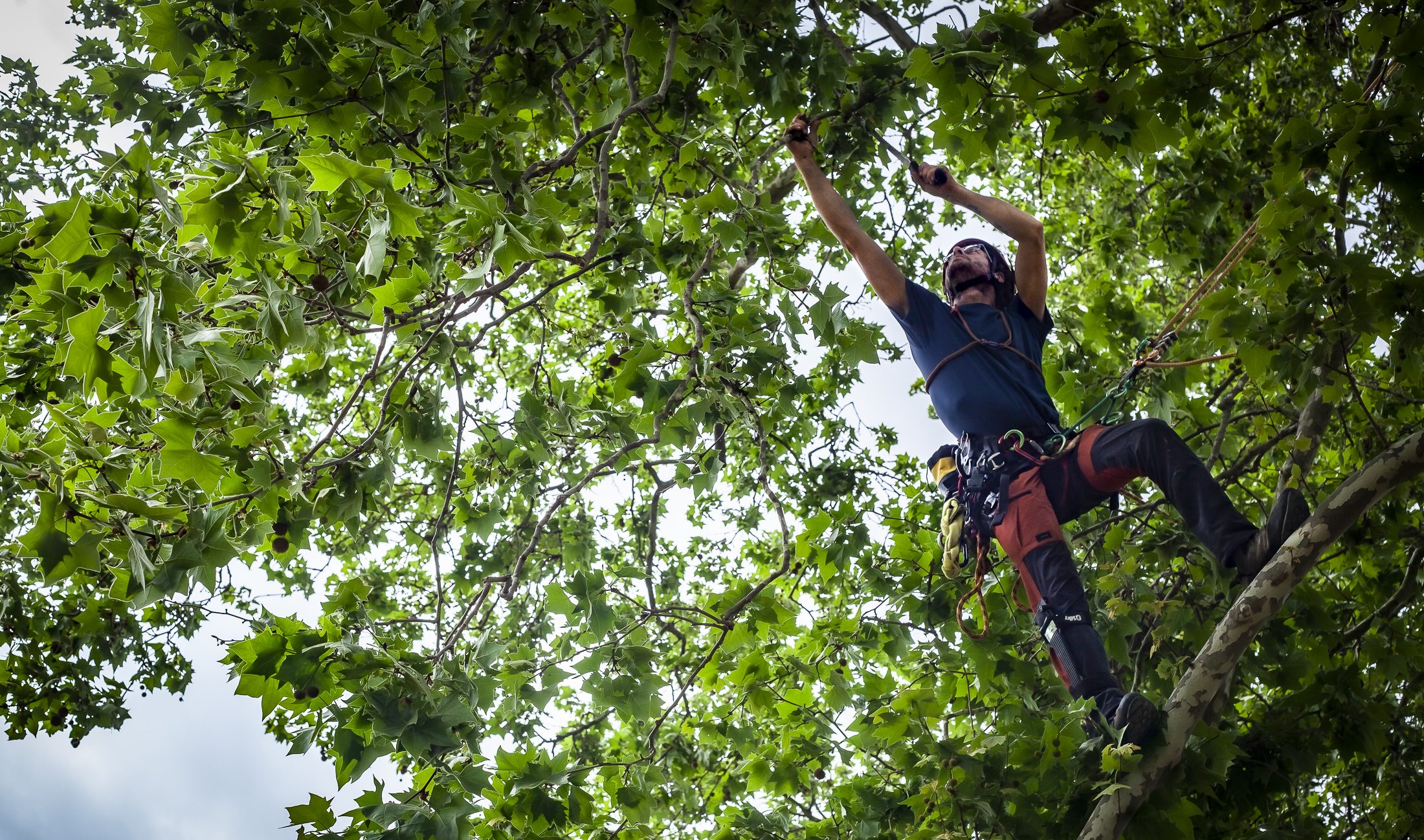 Persona podando un árbol