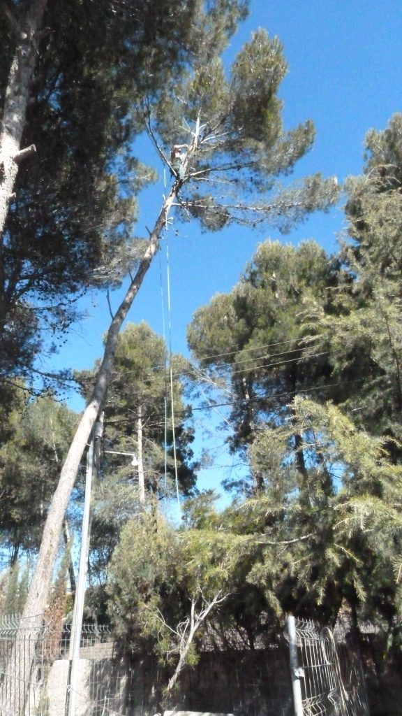 Poda d’un pi a Sant Quirze del Vallès