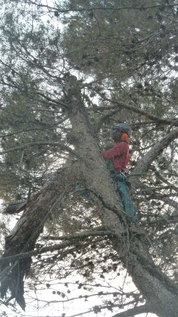 Poda d’un pi a Castellar del Vallès