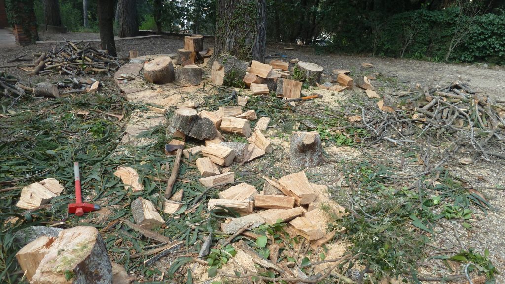 Trossejat de la llenya resultant de la poda d’un pi a Sant Cugat del Vallès