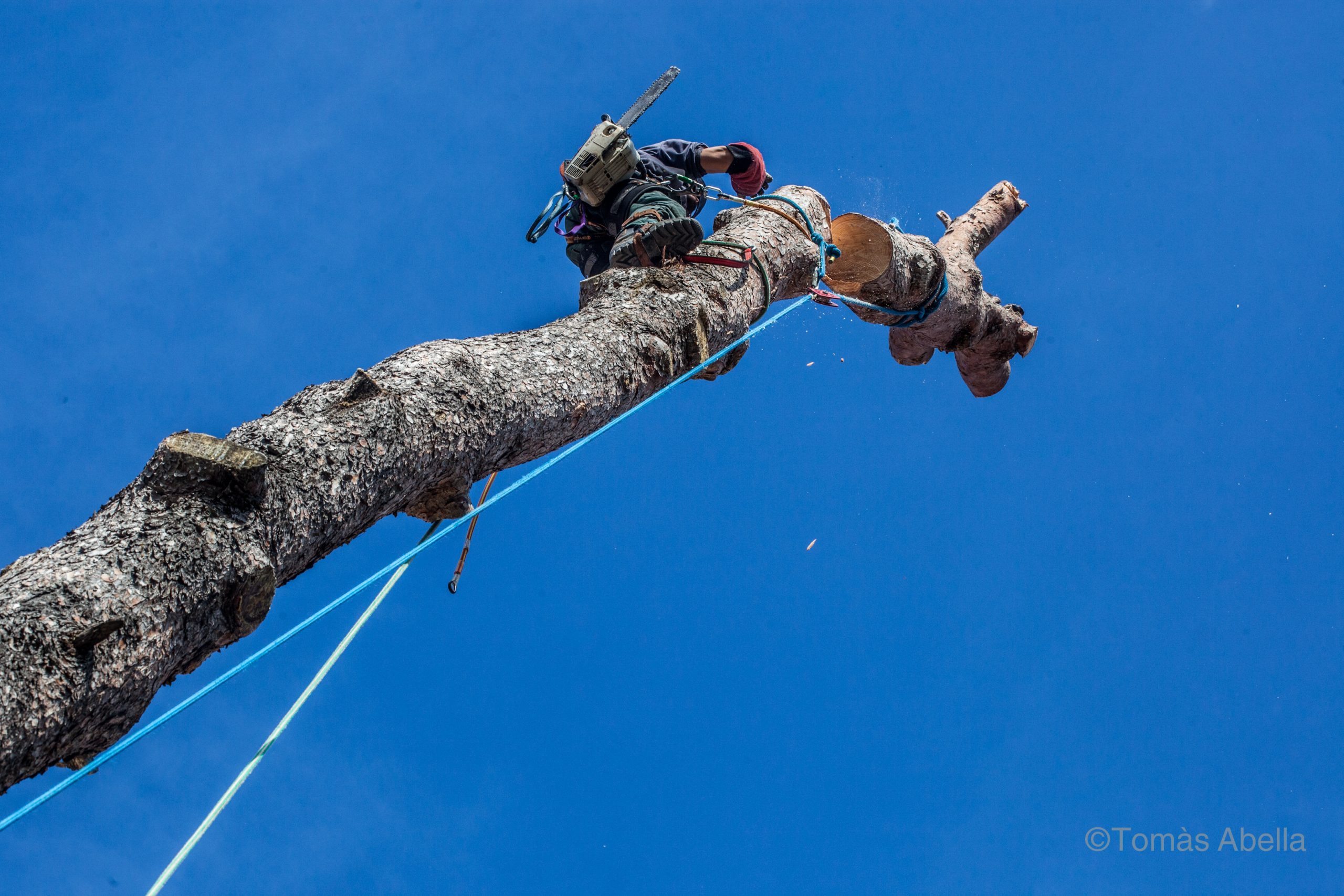 Persona subida en un árbol.