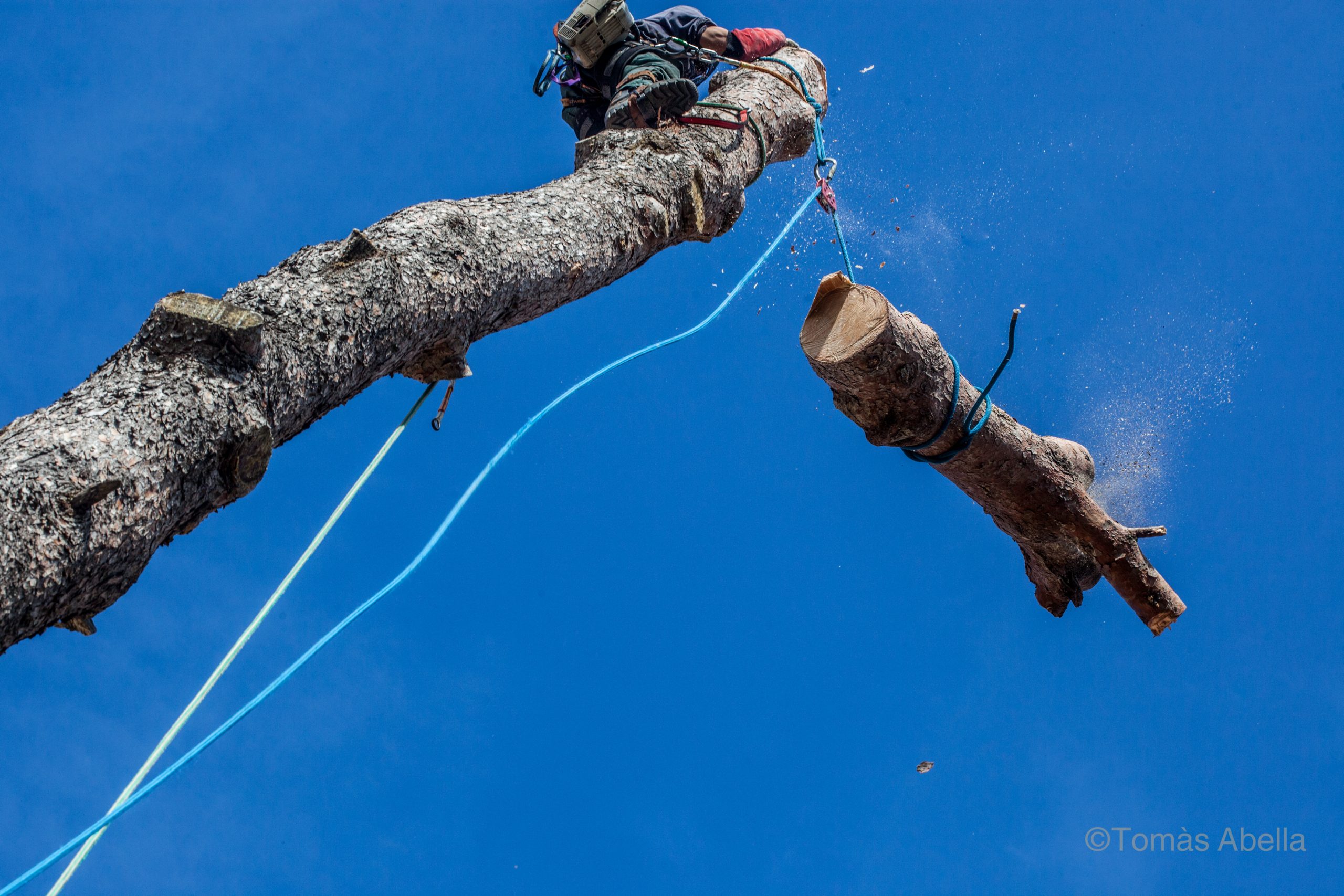 Bajando parte de árbol cortado con cuerdas