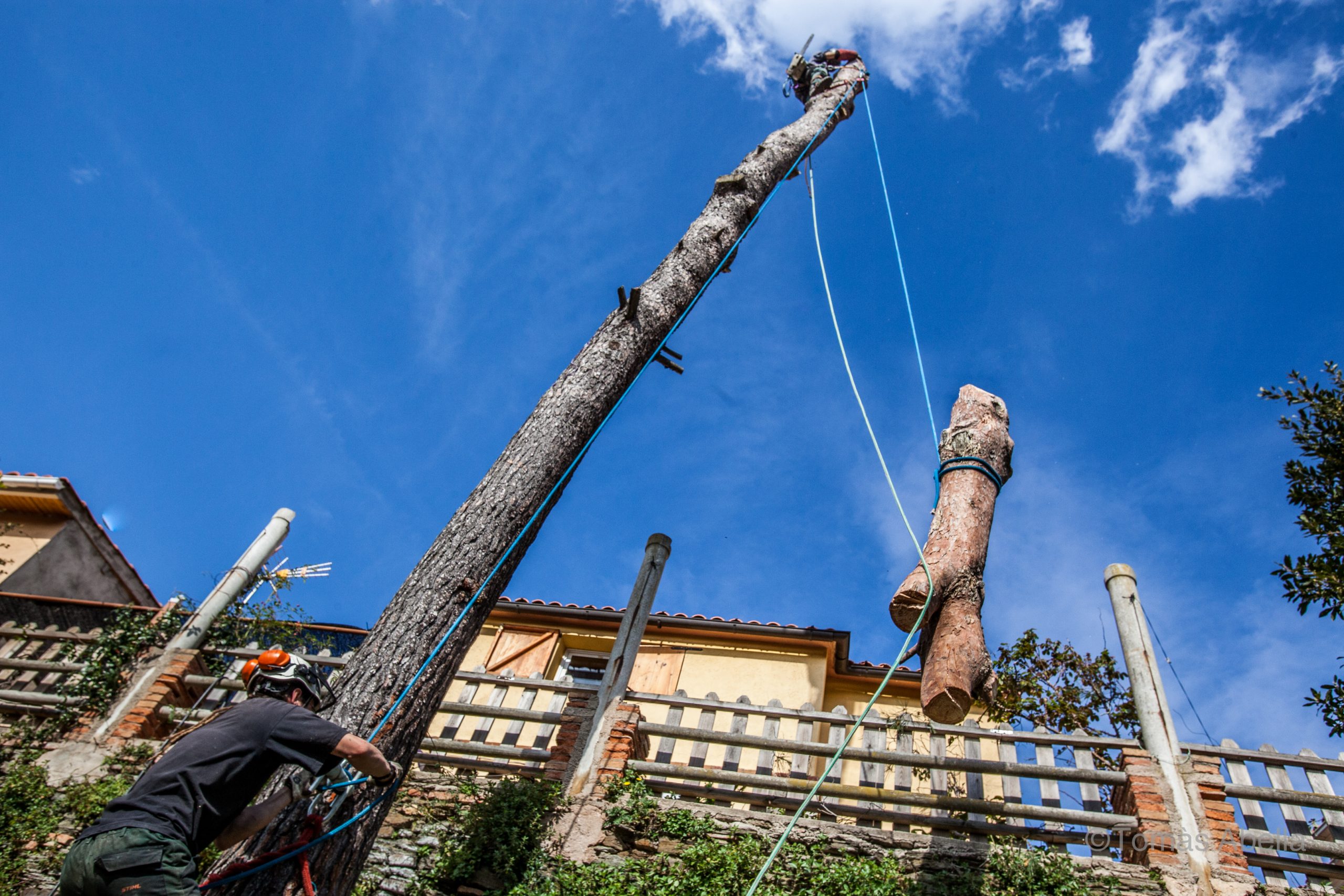 Bajando parte de árbol cortado con cuerdas