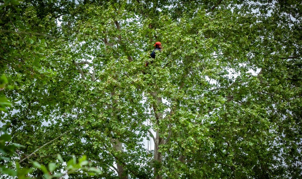 Persona Podando un arbol